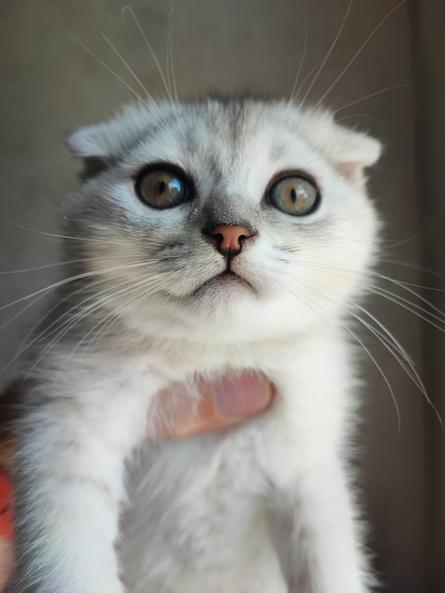 Продаж шотландський висловухий котик