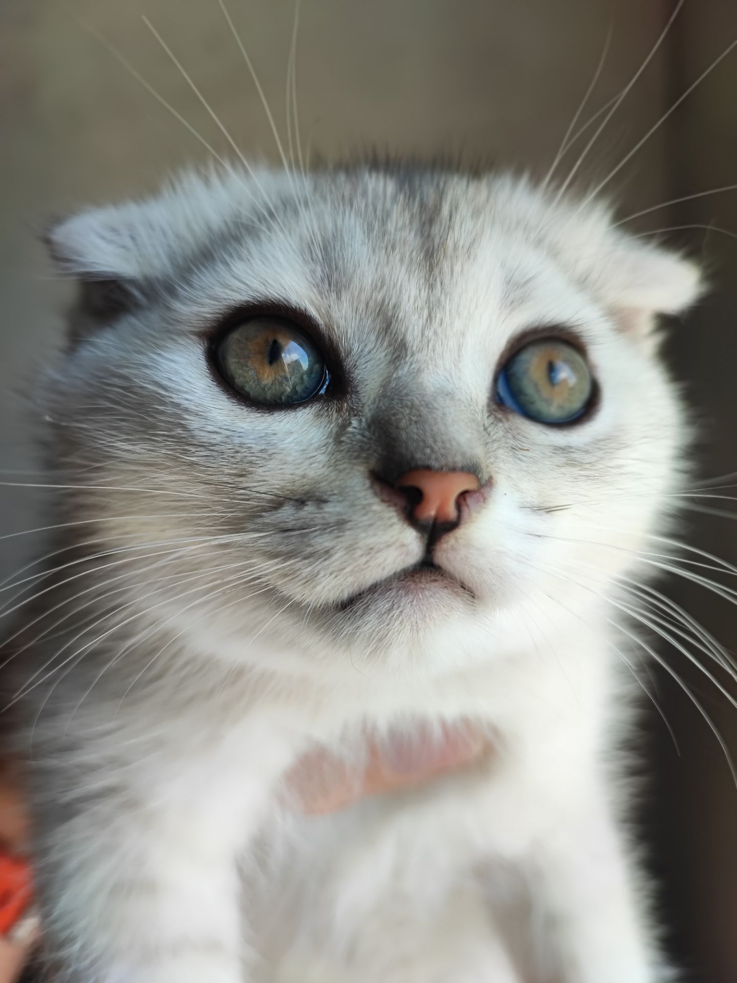 Продаж шотландський висловухий котик