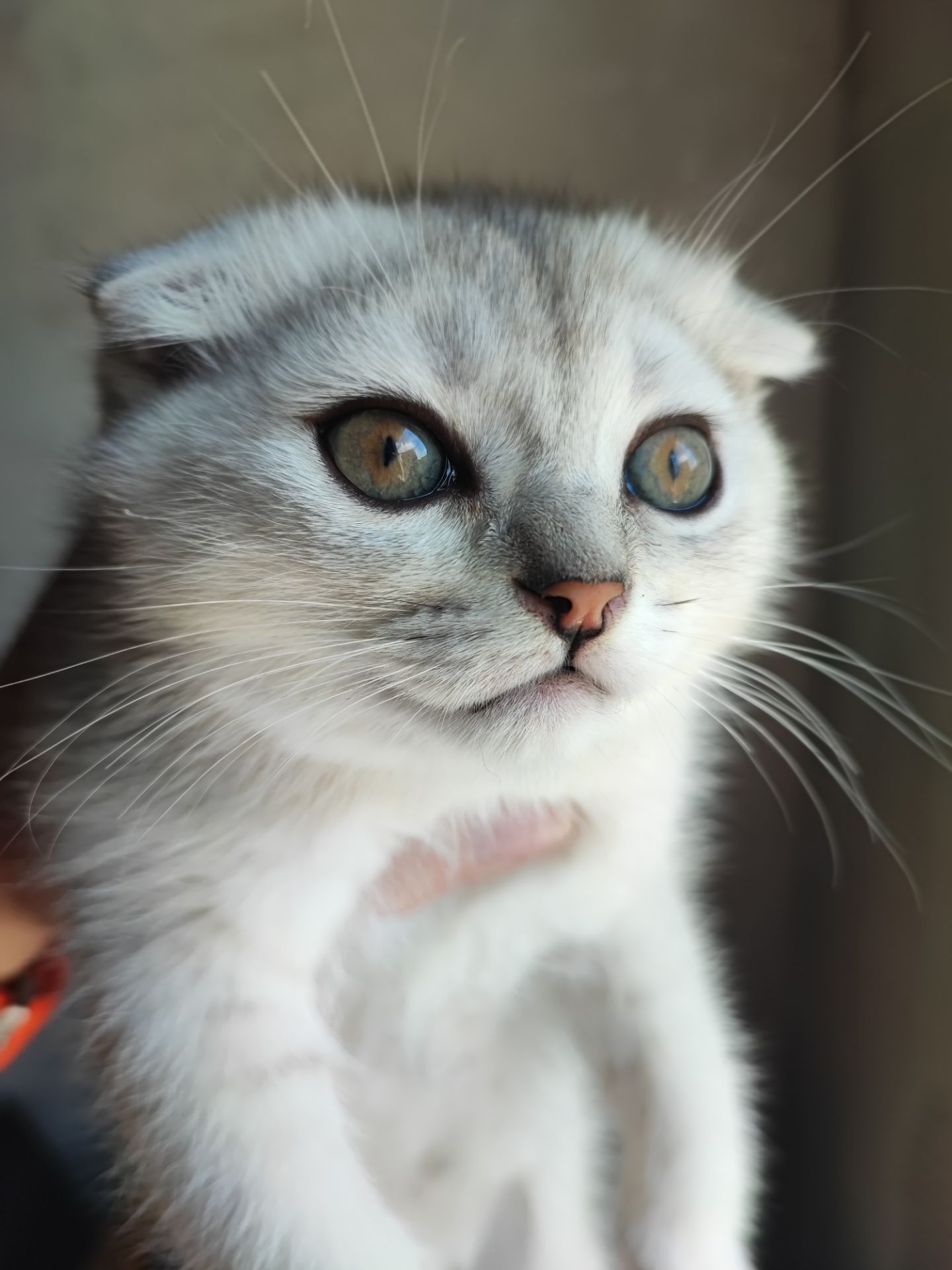Продаж шотландський висловухий котик