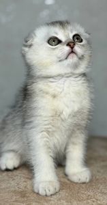 Продаж шотландський висловухий котик