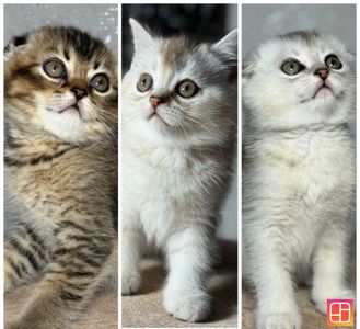 Продаж шотландський висловухий котик