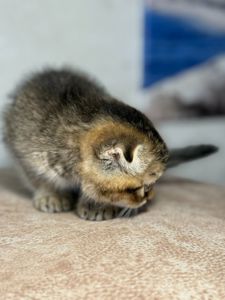 Продаж шотландський висловухий котик