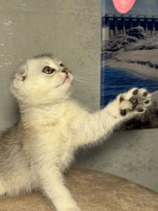 Продаж шотландський висловухий котик
