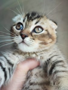 Продаж шотландський висловухий котик
