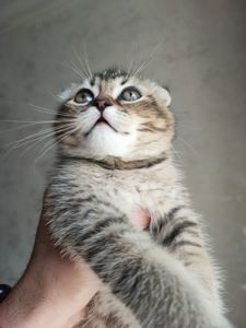Продаж шотландський висловухий котик