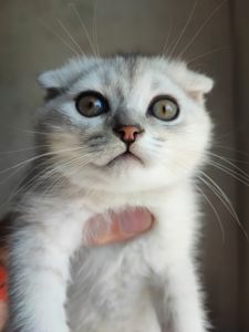 Продаж шотландський висловухий котик