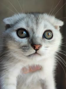 Продаж шотландський висловухий котик