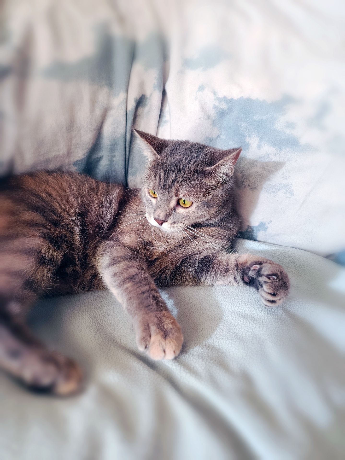 Котяча принцеса Лілі, кошеня 10 місяців. Ручна ніжна контактна кішечка