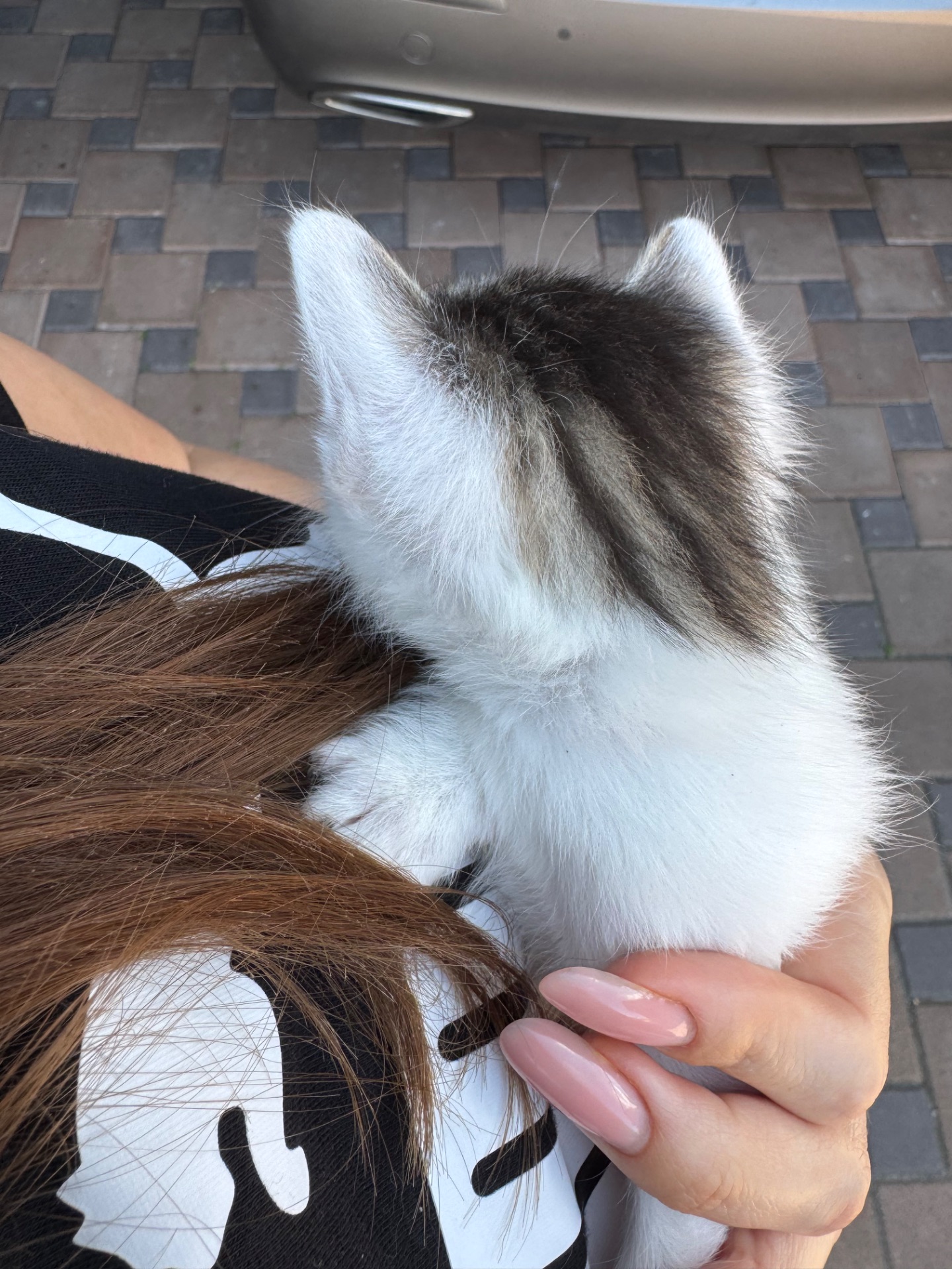 Кошенята шукають родину