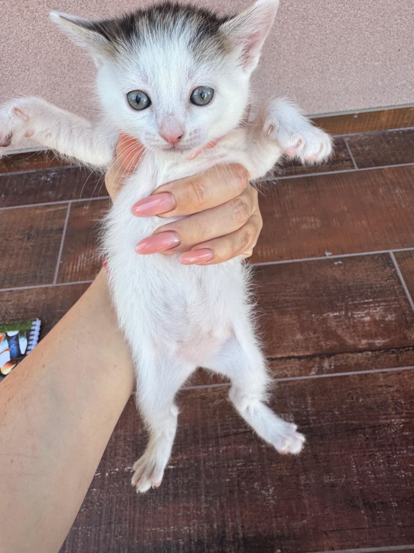Кошенята шукають родину