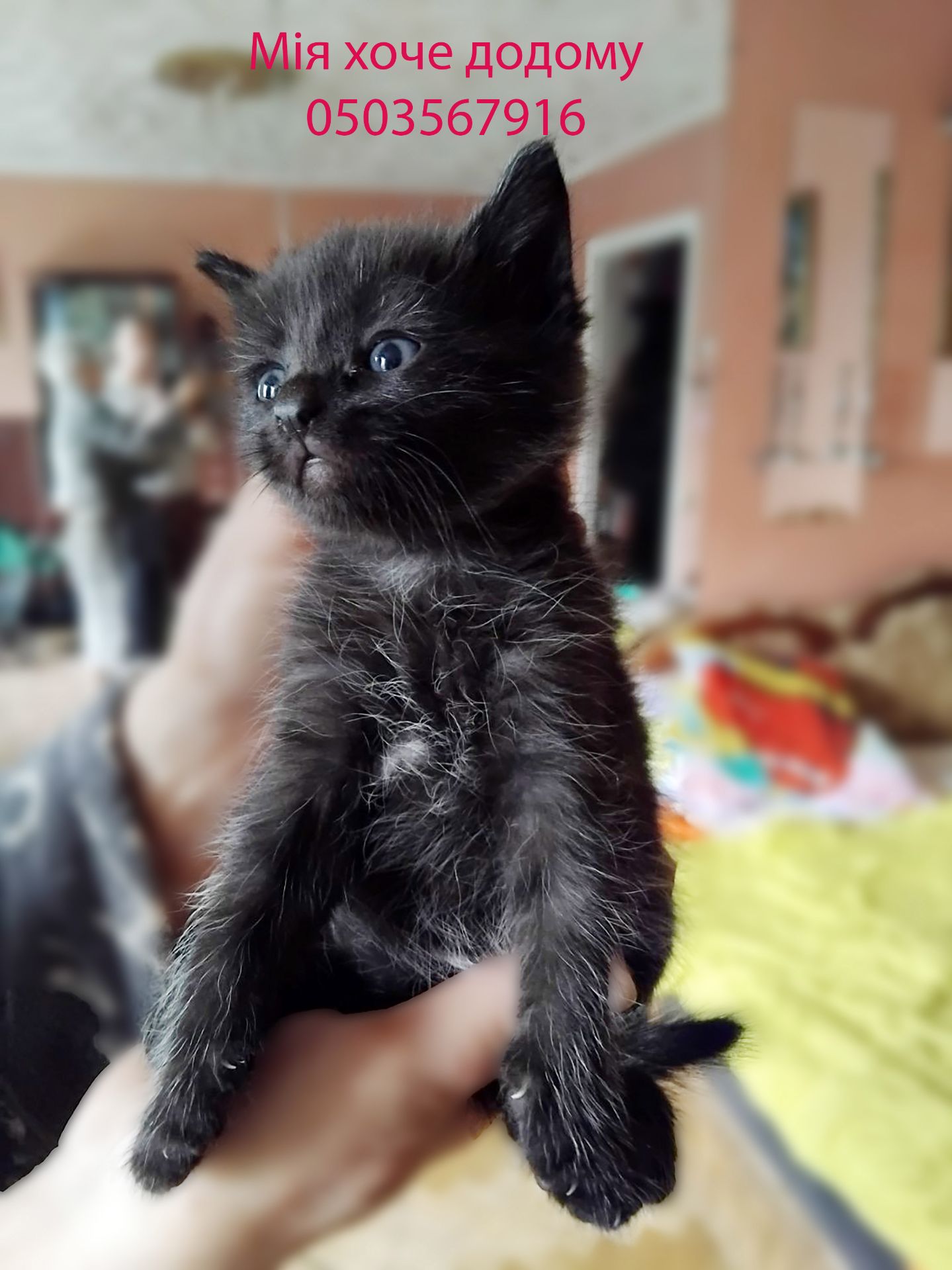 Кошеня Мія 1 місяць, чорна кішечка