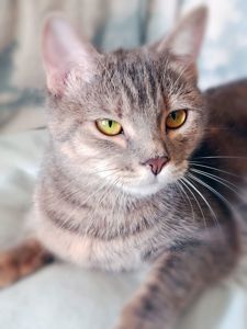 Котяча принцеса Лілі, кошеня 10 місяців. Ручна ніжна контактна кішечка