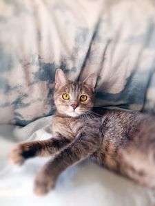 Котяча принцеса Лілі, кошеня 10 місяців. Ручна ніжна контактна кішечка
