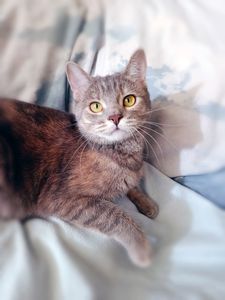 Котяча принцеса Лілі, кошеня 10 місяців. Ручна ніжна контактна кішечка