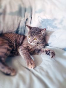 Котяча принцеса Лілі, кошеня 10 місяців. Ручна ніжна контактна кішечка