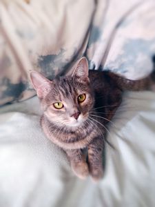 Котяча принцеса Лілі, кошеня 10 місяців. Ручна ніжна контактна кішечка