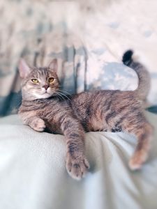 Котяча принцеса Лілі, кошеня 10 місяців. Ручна ніжна контактна кішечка