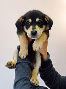 Цуценя Макрон шукає родину