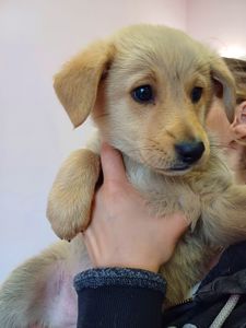 Цуценя Туск (4 кг, 3 місяці, вакцинований)