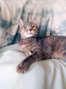 Котяча принцеса Лілі, кошеня 10 місяців. Ручна ніжна контактна кішечка