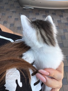 Кошенята шукають родину