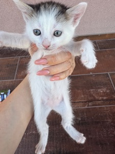 Кошенята шукають родину