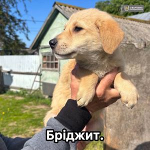 Цуценя Бріджит - активна, розумна собака-лідер