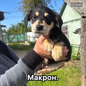 Цуценя Макрон шукає родину