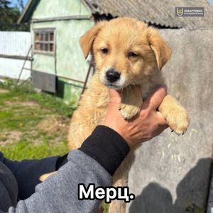 Цуценя Мерц - найкращий друг дитині