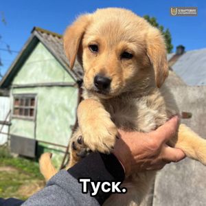 Цуценя Туск (4 кг, 3 місяці, вакцинований)