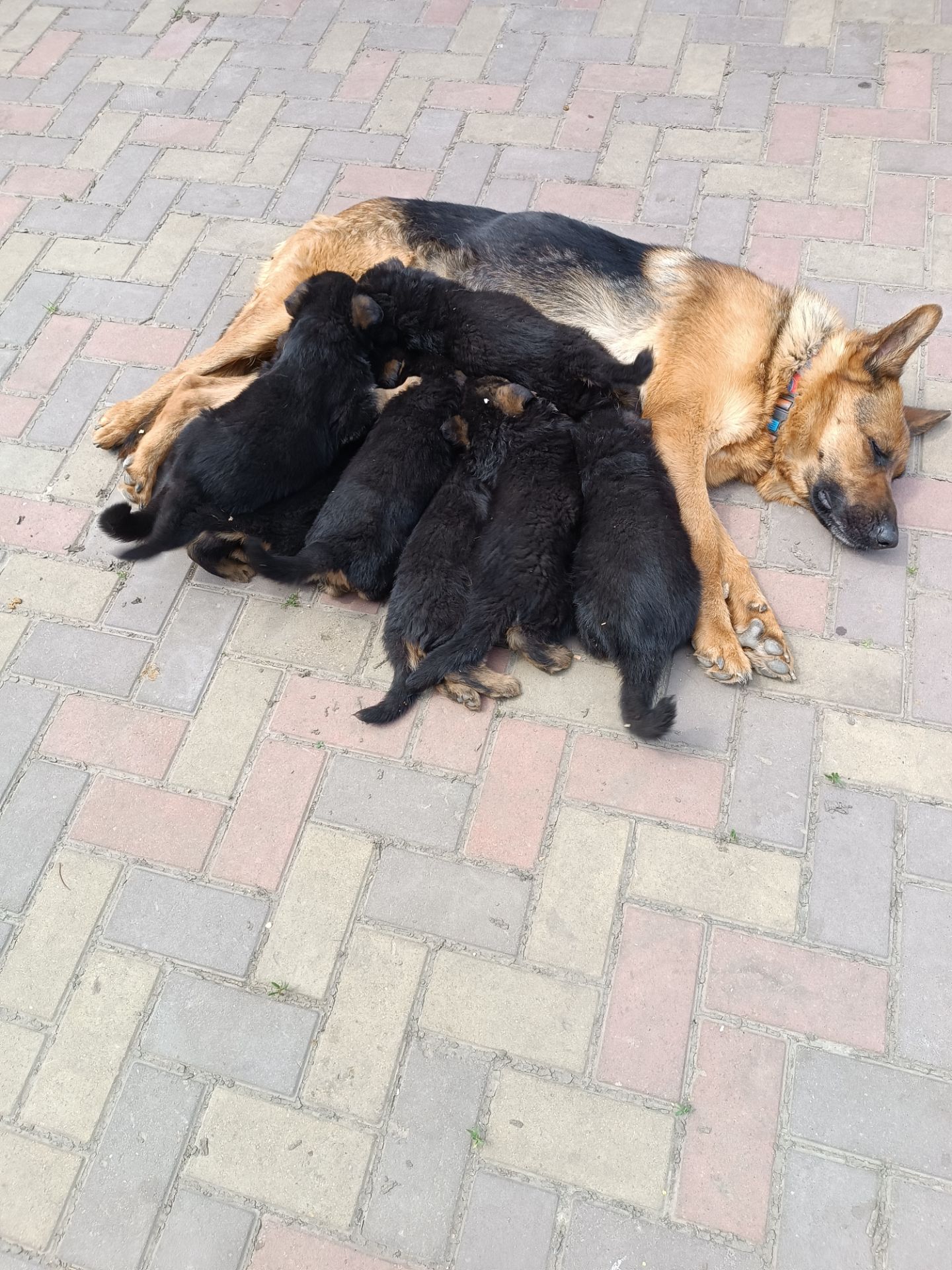 Цуценята німецької вівчарки