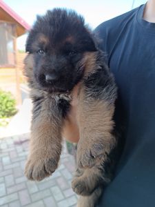 Цуценята німецької вівчарки