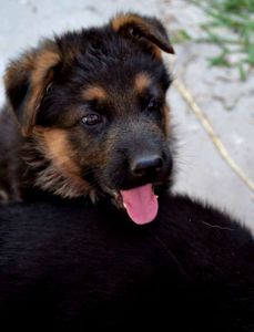 Цуценята німецької вівчарки