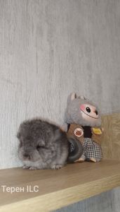 Шиншила хл ангора у резерв