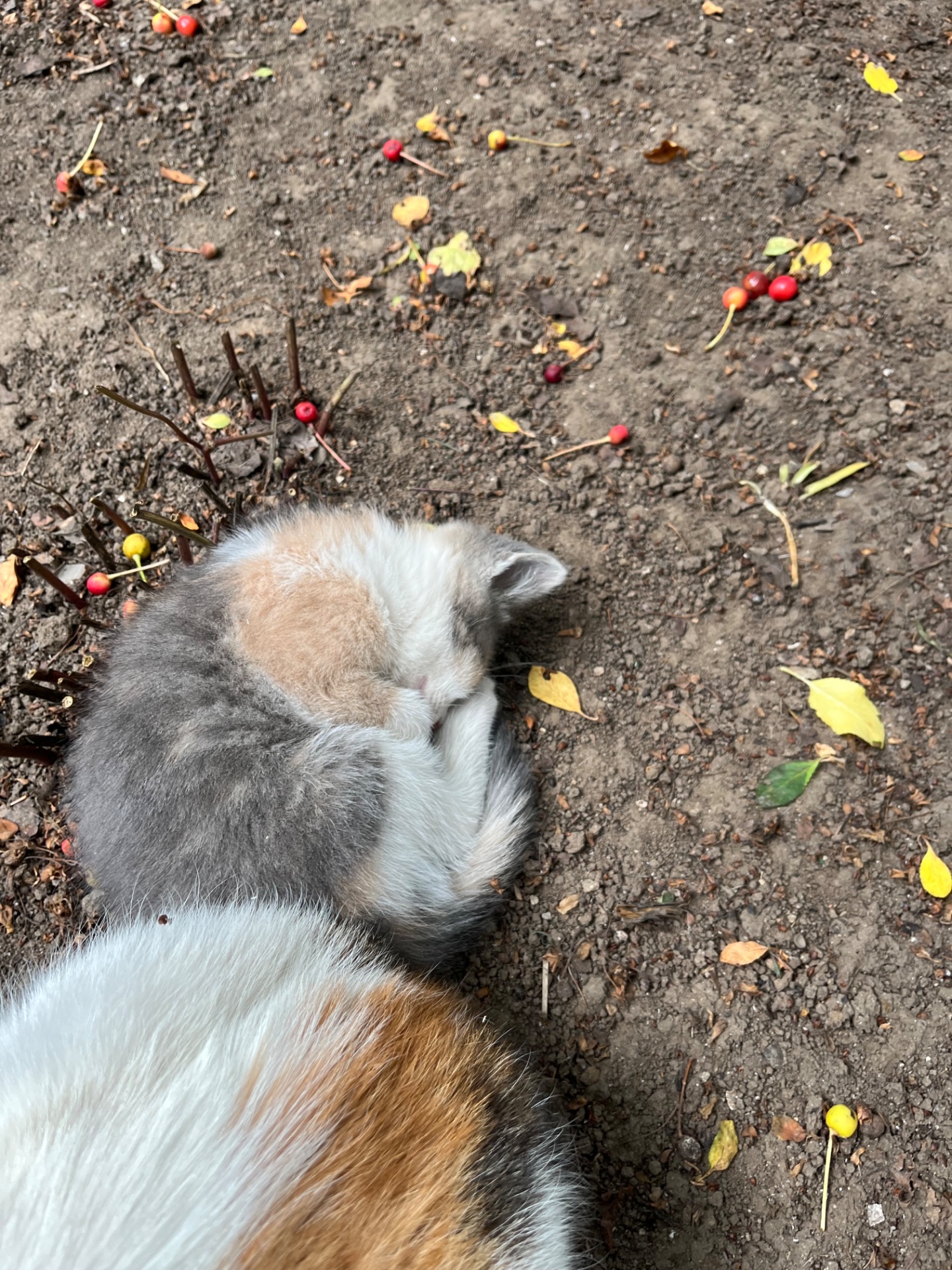 Кошеня