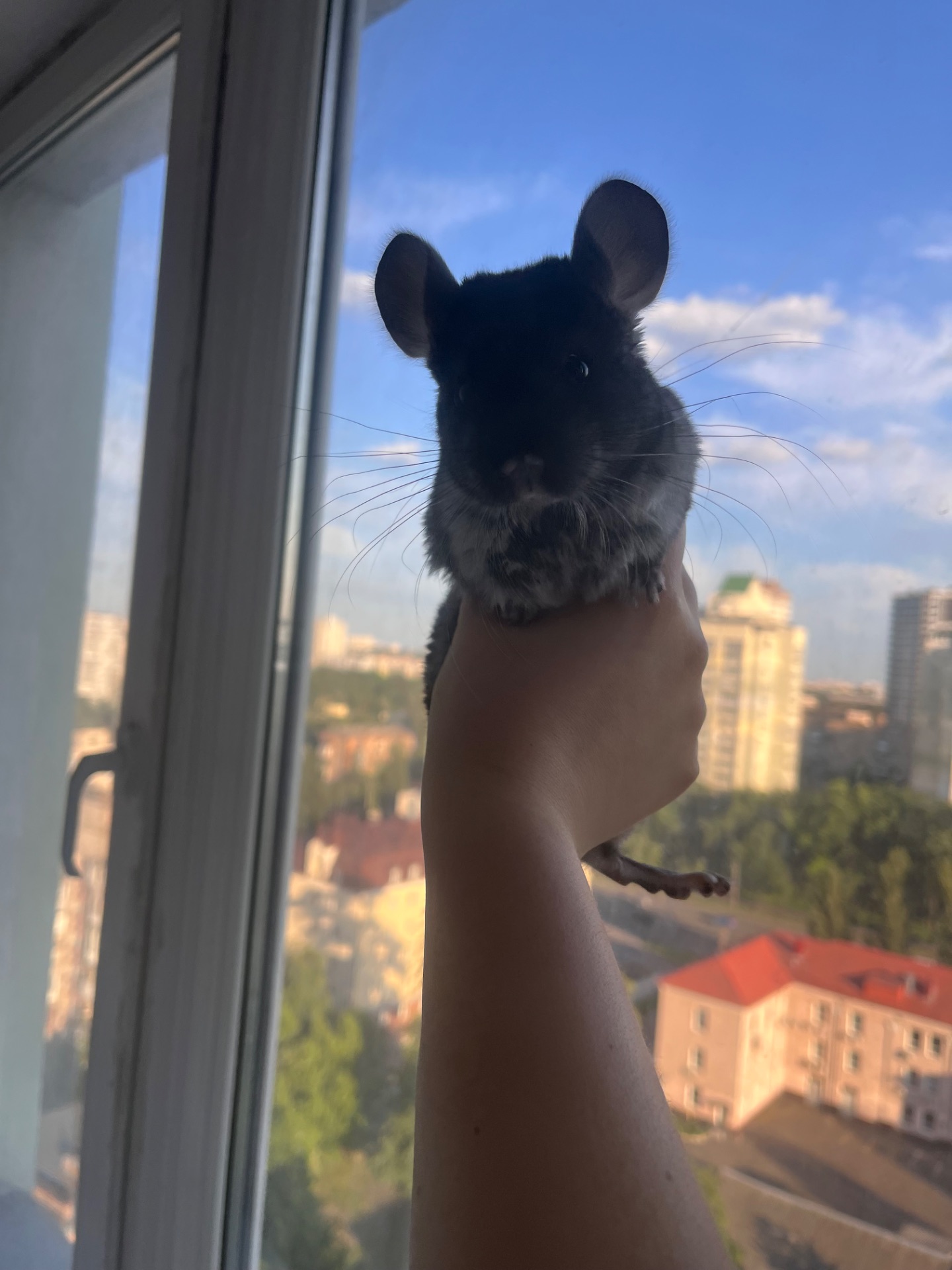 Шиншилка дівчинка