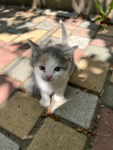 Кошеня