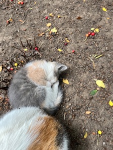 Кошеня