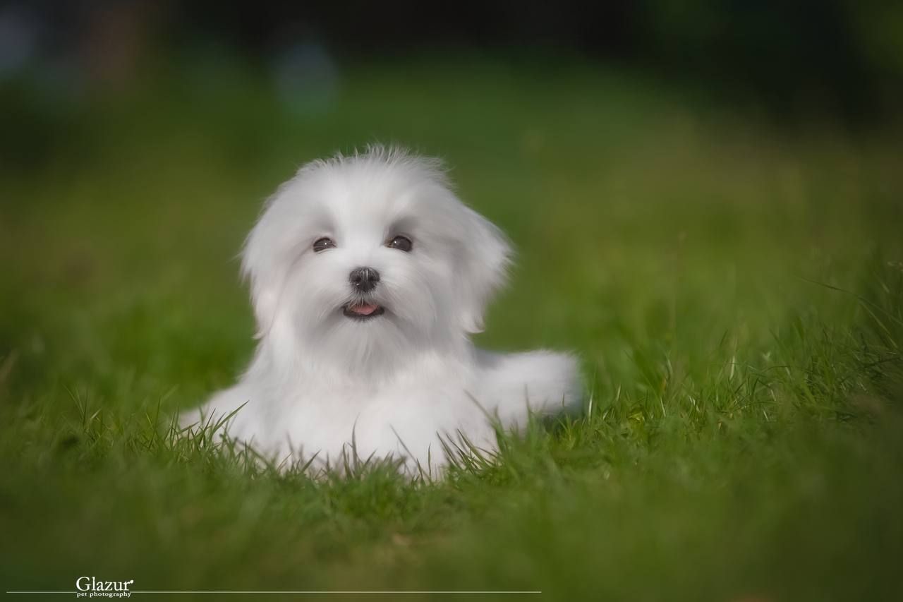 Хлопчик мальтезе