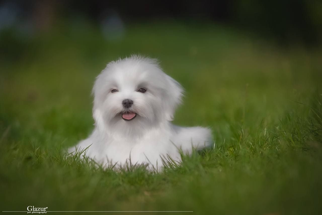 Хлопчик мальтезе
