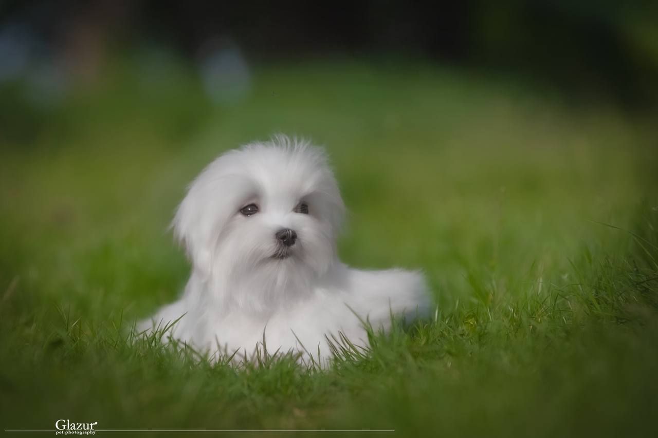 Хлопчик мальтезе