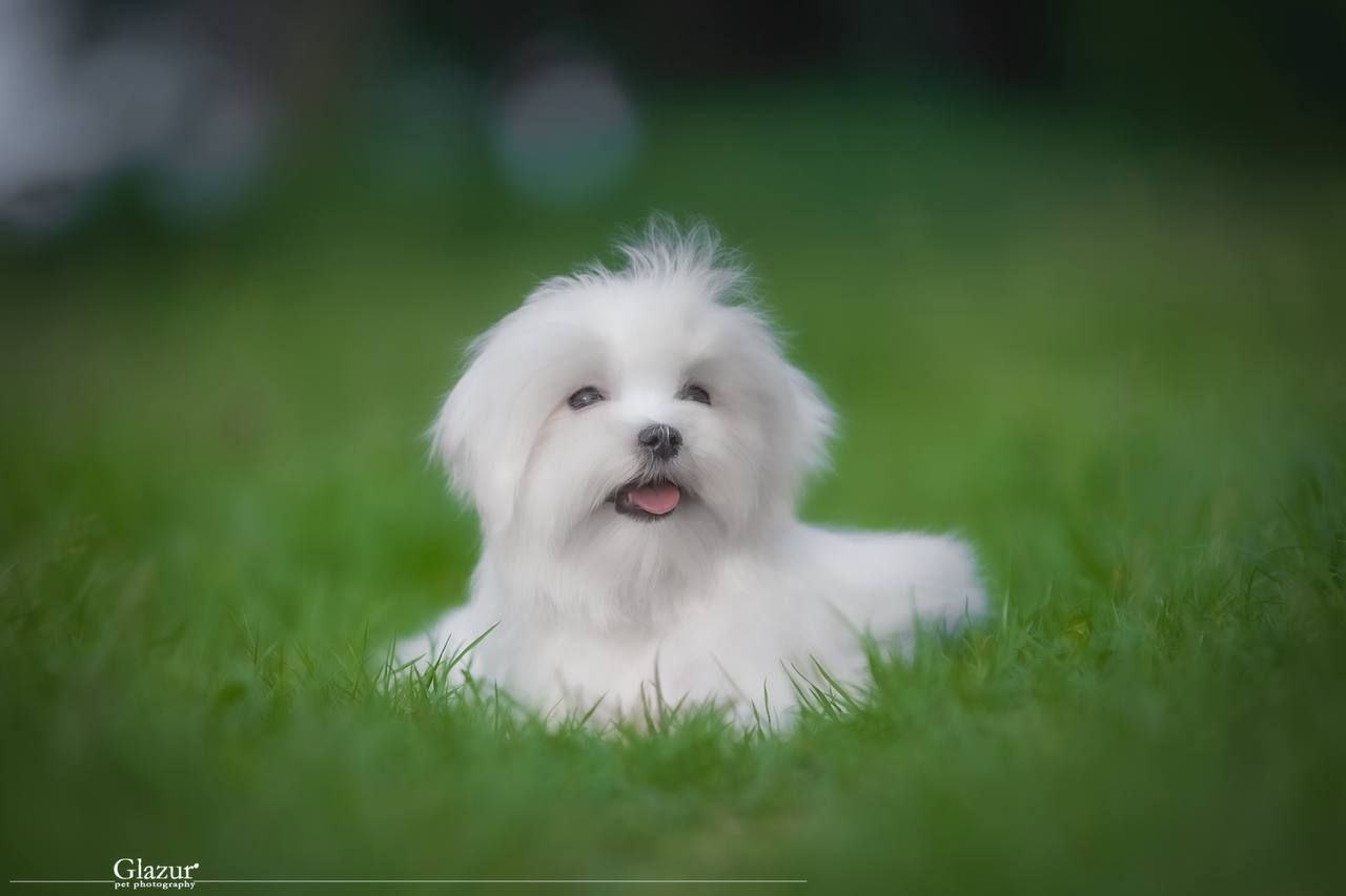Хлопчик мальтезе