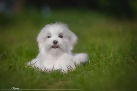 Хлопчик мальтезе
