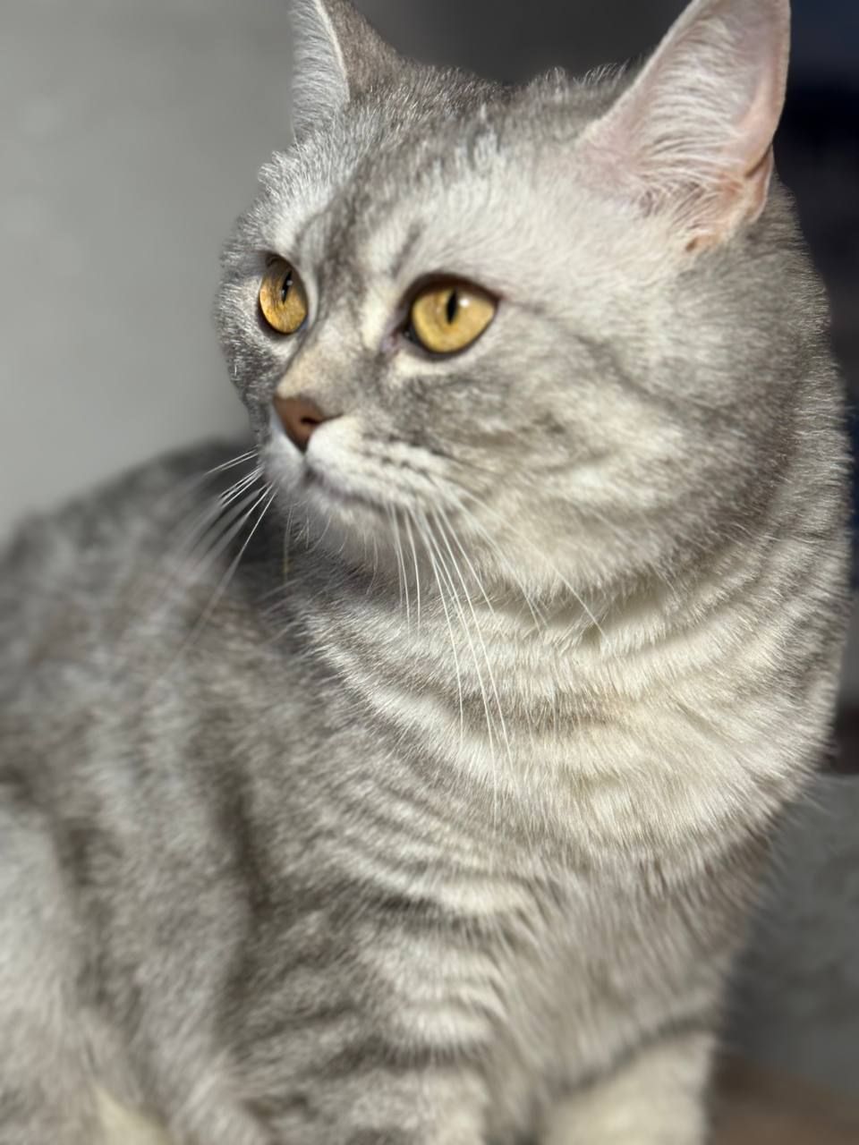 Кошка шотландська шиншилова прямовуха