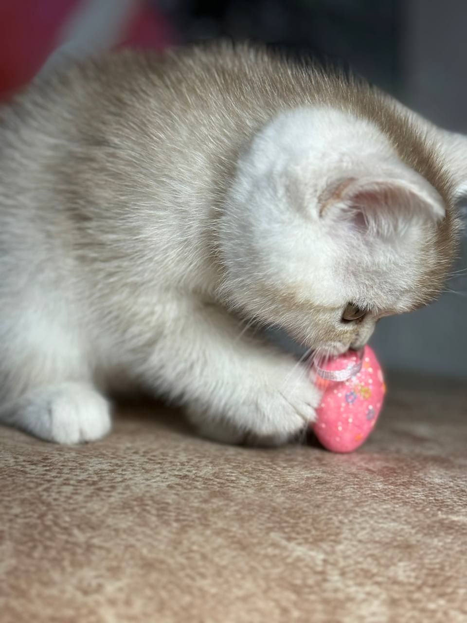 Кошка шотландська шиншилова прямовуха