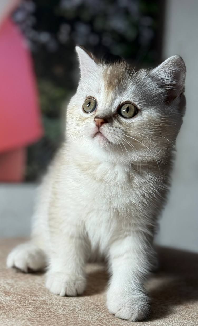 Кошка шотландська шиншилова прямовуха