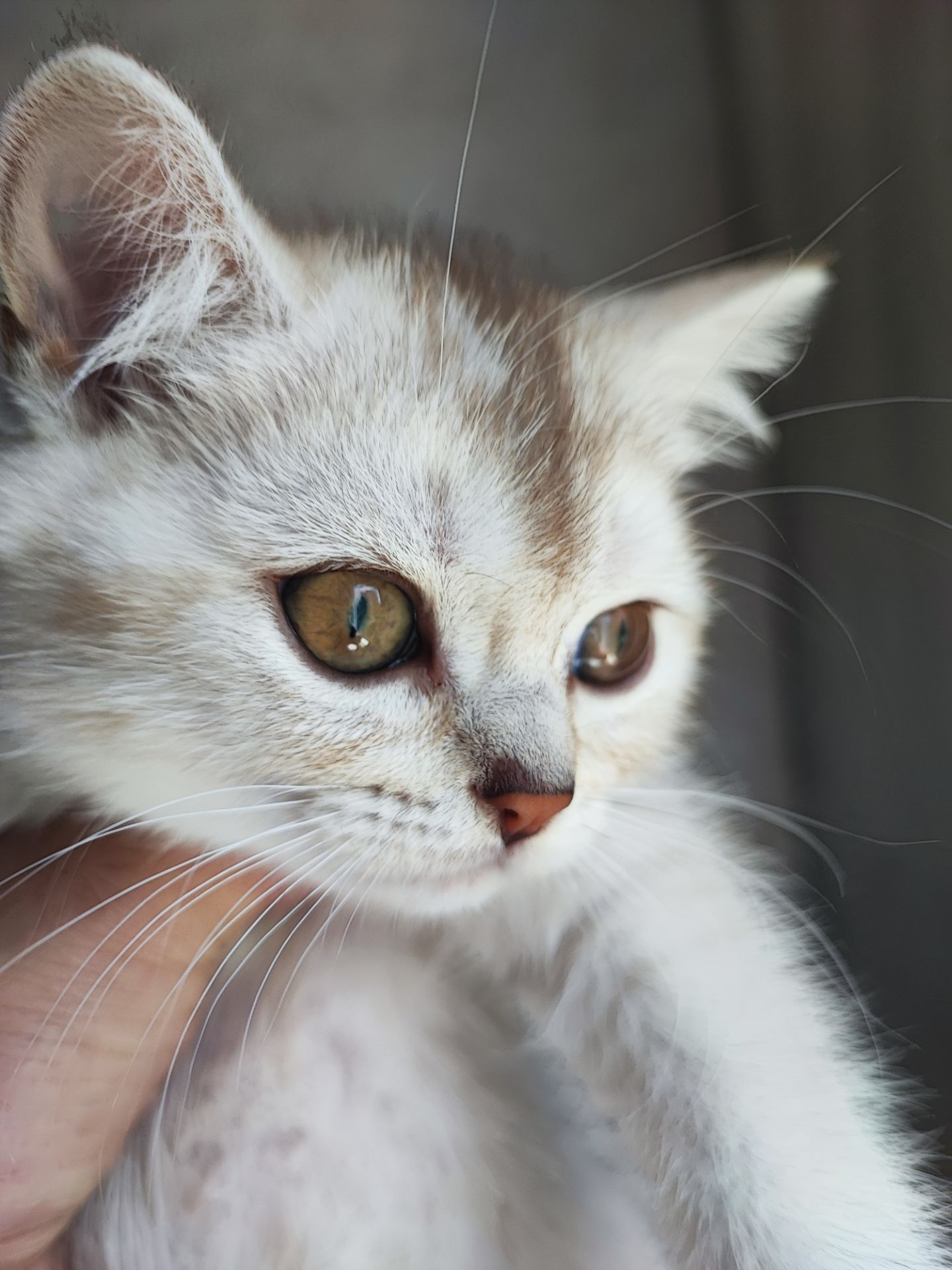 Кошка шотландська шиншилова прямовуха