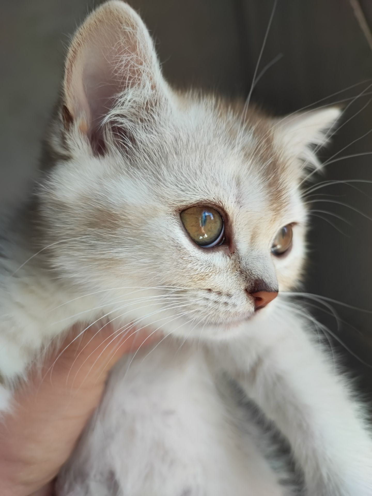 Кошка шотландська шиншилова прямовуха