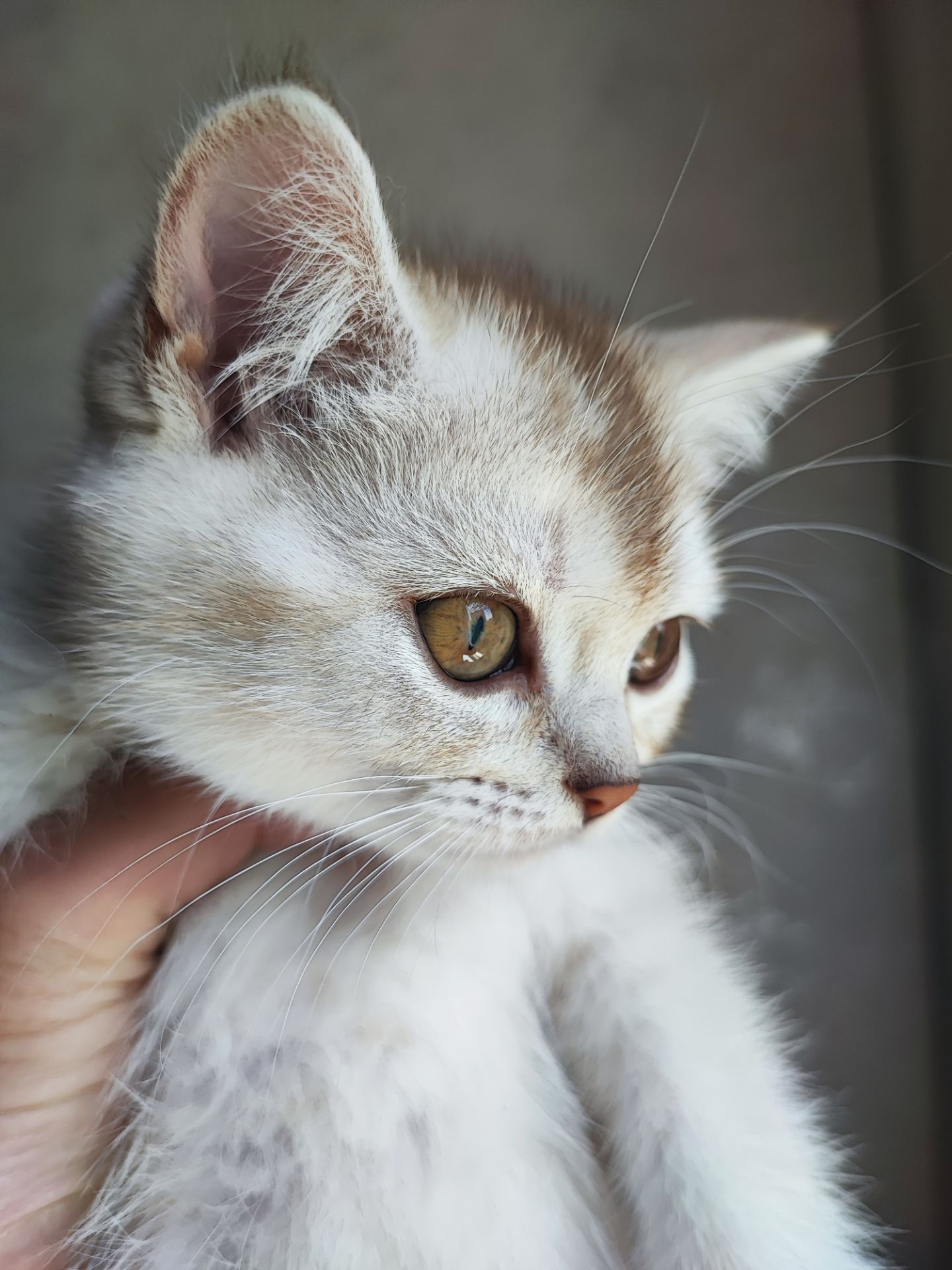 Кошка шотландська шиншилова прямовуха