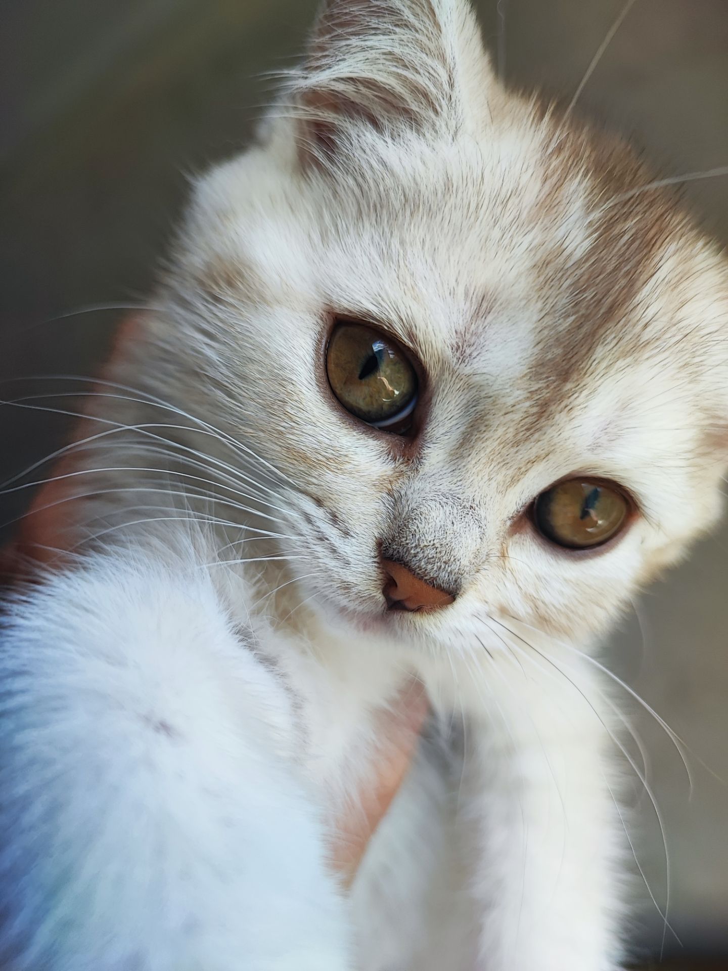 Кошка шотландська шиншилова прямовуха